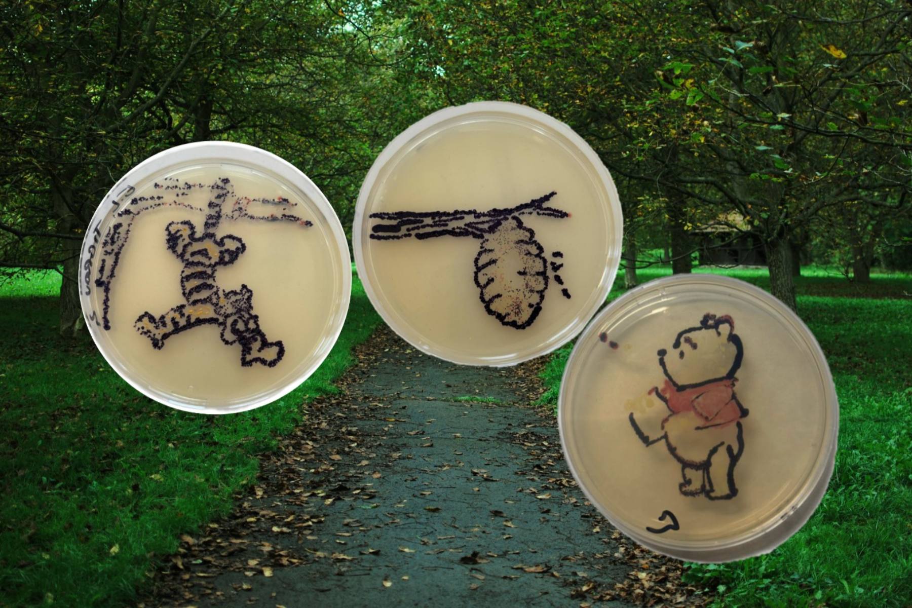 AgarArt 2025 IUT CV