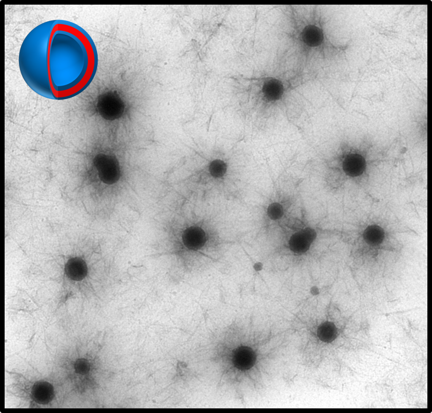 Image d'un microscope électronique en transmission (TEM) de vésicule synthétique